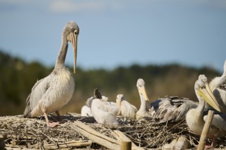 Great white pelican (Pelecanus onocrotalus) sitting, France, Europe