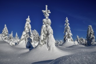 Snowy winter landscape near the Vogelskopf, near Baiersbronn, county Freudenstadt, Black Forest,