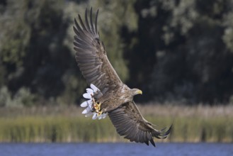 White-tailed eagle (Haliaeetus albicilla), Eurasian sea eagle, erne adult catching fish in its