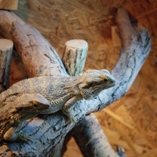 Two central bearded dragons (Pogona vitticeps), captive, butterfly house, butterfly farm,