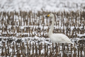 Whooper Swan (Cygnus cygnus), Emsland, Lower Saxony, Germany, Europe