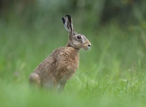 European hare (Lepus europaeus) sitting in a meadow, Lower Saxony, Germany, Europe