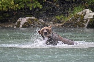 Brown bear (Ursus arctos) hunting for salmon in the water, Lake Clark National Park, Alaska