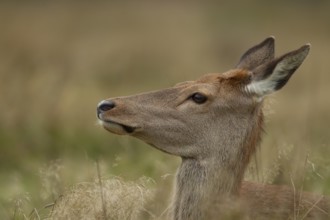 Red deer (Cervus elaphus) adult female hind animal portrait, Surrey, England, United Kingdom,