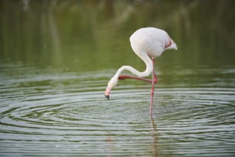 Greater Flamingo (Phoenicopterus roseus) standing in the water, Parc Naturel Regional de Camargue,