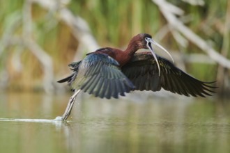 Glossy ibis (Plegadis falcinellus) cleaning its feathers in the water shaking its wings, Camargue,