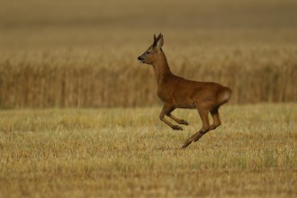 Roe deer (Capreolus capreolus) adult male buck running in a farmland stubble field, Norfolk,