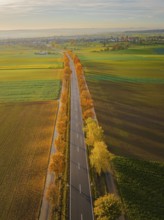 Aerial view of an avenue at sunrise in autumn, Herrenberg, Germany, Europe