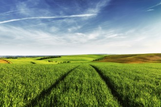 Vintage retro effect filtered hipster style image of Green fields of Moravia with blue sky, Czech