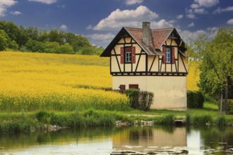 Small half-timbered house surrounded by flowering rape fields, Bamberg, Upper Franconia, Germany,