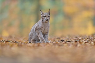 Eurasian lynx (Lynx lynx), in forest at autumn