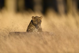 Indian leopard (Panthera pardus fusca), young animal on tree trunk in meadow