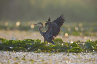 Purple heron (Ardea purpurea), the bird searches for prey in shallow water in the early morning and