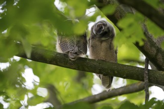 Long-eared owl (Asio otus), two young birds, nest fledglings, long exposure, Bottrop, Ruhr area,