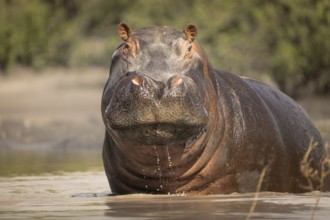 Hippo (Hippopotamus amphibius) portrait. Front view of the face and head. Animal is standing in