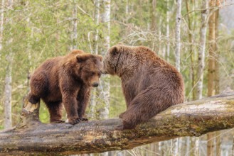A young male Eurasian brown bear (Ursus arctos arctos) and a female brown bear sit/stand opposite