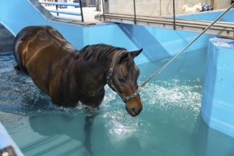 Horse during aqua therapy in a pool tied with a rope