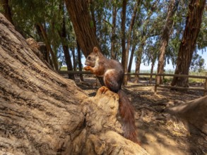 Red squirrel enjoying a meal on a tree trunk in a sunny natural park, surrounded by eucalyptus