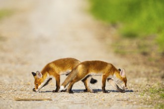 Fox (Vulpes vulpes) puppies Germany