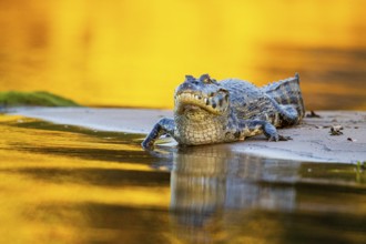 Spectacled caiman (Caiman crocodilius) Pantanal Brazil