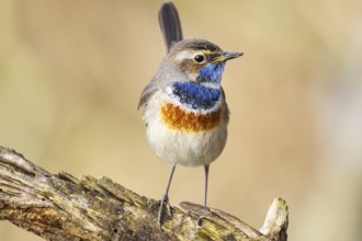 Bluethroat (Luscinia svecica cyanecula) Male Germany