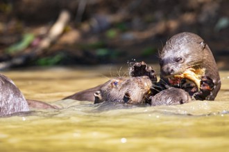 Giant otter (Pteronura brasiliensis) Pantanal Brazil