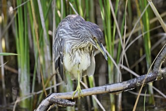Night heron (Nycticorax nycticorax), young bird sitting on a branch, Canton of Neuchâtel,