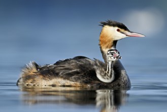 Great Crested Grebe (Podiceps Scalloped ribbonfish), with chicks in plumage swimming in the water,