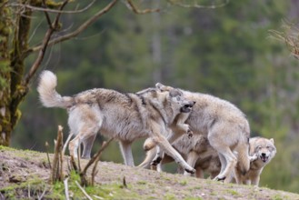 A pack of grey wolves (Canis lupus lupus) playing on a hill and showing social behaviour