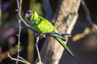 Nanday parakeet (Aratinga nanday) Pantanal Brazil