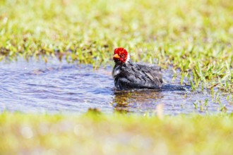 The red-capped cardinal (Paroaria gularis) Pantanal Brazil