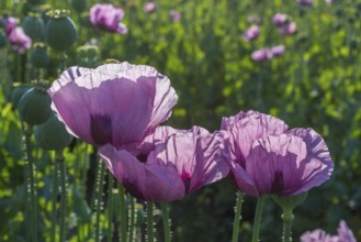 Blue poppy (Papaver somniferum) in a field near Callenberg, Saxony, Germany, Europe