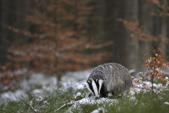 Badger in the snow, Wittlich, Rhineland-Palatinate, Germany, Europe