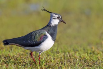 Lapwing (Vanellus vanellus) adult bird foraging in wet meadow, wildlife, animals, birds, plover