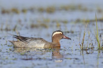 Garganey (Anas querquedula), male in a wet meadow, wildlife, animals, birds, migratory bird,
