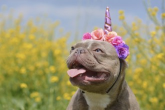 Lilac brindle colored French Bulldog dog with funny pink unicorn headband and tongue sticking out