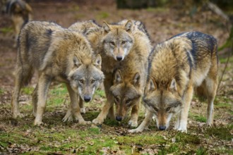 Wolf (Canis lupus), a group of wolves standing vigilantly and attentively together, Germany, Europe