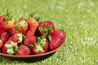 A red plate full of fresh strawberries on a green lawn in sunny light