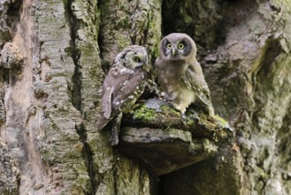Great Horned Owl (Aegolius funereus), Great Horned Owl, adult, juvenile, on tree, on guard,