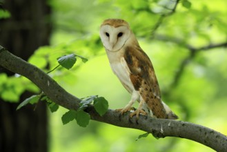 Barn owl (Tyto alba), adult, vigilant, on tree, in summer, Šumava, Czech Republic, Europe
