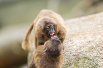 Gelada (Theropithecus gelada) arguing with each other, captive, Germany, Europe