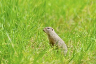 European ground squirrel (Spermophilus citellus) on a meadwo, Bavaria, Germany, Europe