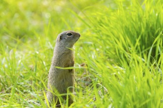 European ground squirrel (Spermophilus citellus) on a meadwo, Bavaria, Germany, Europe