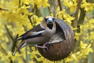 Hawfinch, (Coccothraustes coccothraustes) eats sunflower seeds in forsythia, (Forsythia ×
