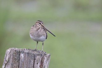Snipe (Gallinago gallinago), standing on fence posts of a pasture, on moorland, snipe birds,