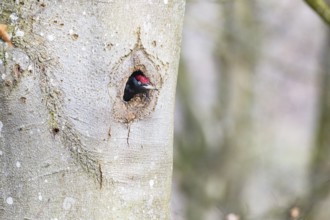 Black woodpecker (Dryocopus martius) ml Germany