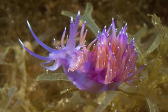 Pink-orange coloured nudibranch Thread snail (Coryphella pedata) with orange-red crawling over