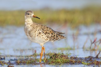 Ruff, (Philomachus pugnax), female stands on a moorland looking for food, Wildlife, Animals, Birds,