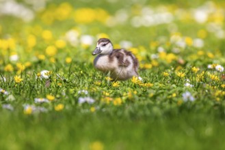 Chicks of the Nile Goose (Alopochen aegyptiaca) freshly hatched, park in spring with spring flowers