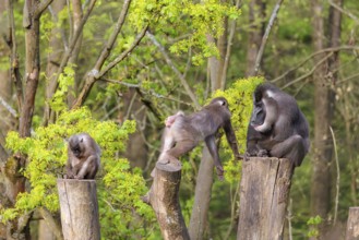 Three Drills (Mandrillus leucophaeus), a male and two females, sit high up on the three stumps of a